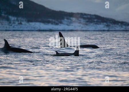 Familie von Orcas oder Killerwalen (Orcinus orca), im Abendlicht, mit dem Meer und einem schneebedeckten Berg als Hintergrund, in einem norvegischen Fjord. Stockfoto