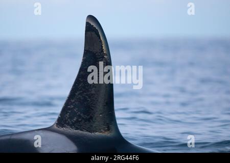Dorsla-Flosse von Orca oder Killerwal (Orcinus orca), im Abendlicht, mit dem Meer als Hintergrund, in einem norvegischen Fjord. Stockfoto