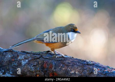 Laughingthrush (Garrulax albogularis), der auf dem Boden steht. Stockfoto