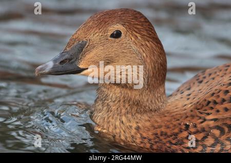 König Eider (Somateria spectabilis), weibliche Schwimmerinnen. Stockfoto