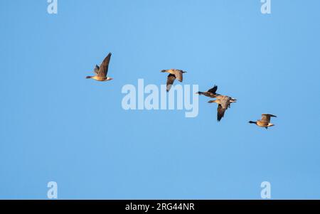 Schwarm rosarote Gänse, Anser brachyrhynchos, in Norfolk, England. Stockfoto