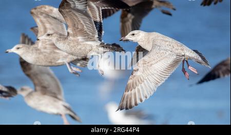 Thayer-Möwe (Larus thayeri) erster Winter im Flug Stockfoto