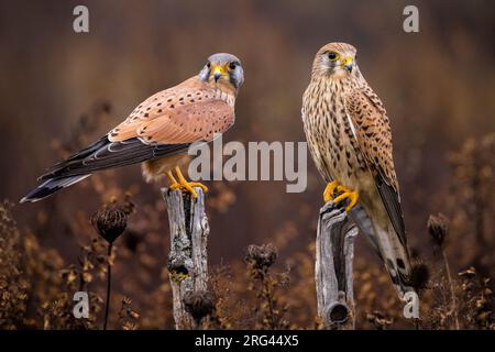 Eurasischer Kestrel, Falco tinnunculus, in Italien. Ein Paar Kestrels. Stockfoto