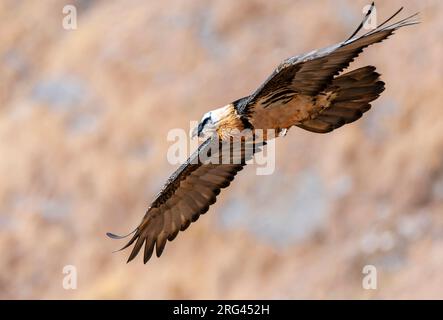 Erwachsener Bartgeier (Gypaetus barbatus) auf dem Flug Indien. Auch bekannt als Lammergeier. Stockfoto