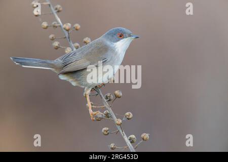 Sardischer Waldsänger (Sylvia melanocephala), Seitenansicht eines erwachsenen Weibchens auf einem Stamm, Kampanien, Italien Stockfoto