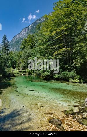 Sava Bohinjka in Ukanc. Nebenfluss des Bohinjsees im Triglav-Nationalpark in Slowenien. Absolut reines Bergwasser. Stockfoto