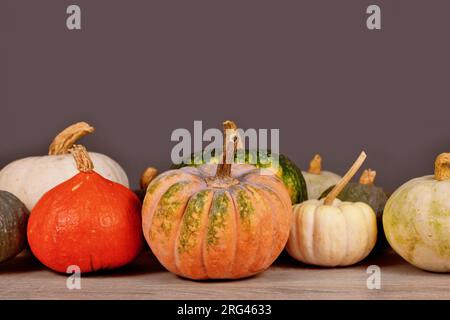 Mix aus verschiedenen bunten Kürbissen und Squashes vor der grauen Wand Stockfoto