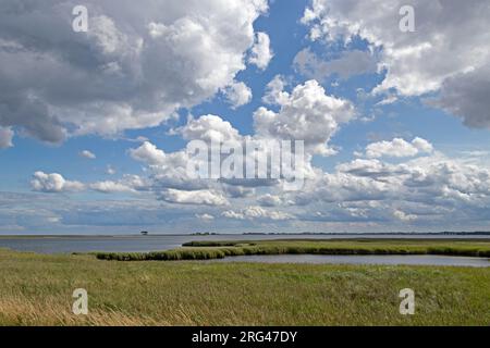 Reed, Naturschutzgebiet, Küste bei Maasholm, Schleswig-Holstein, Deutschland Stockfoto