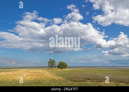 Bäume, Naturschutzgebiet, Küste bei Maasholm, Schleswig-Holstein, Deutschland Stockfoto
