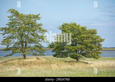 Bäume, Naturschutzgebiet, Küste bei Maasholm, Schleswig-Holstein, Deutschland Stockfoto