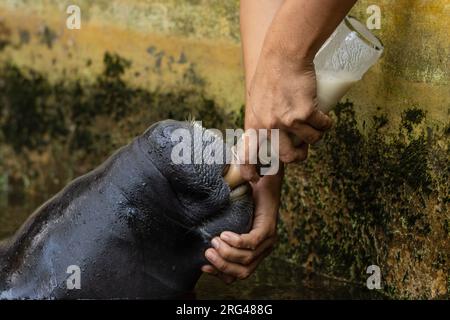 Seekühe gerettet vor illegalem Artenhandel im Amazonas Stockfoto