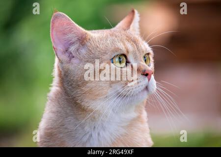 Britisches goldenes Chinchilla. Nahaufnahme eines Katzenporträts Stockfoto