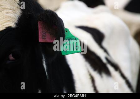 Schluss mit lila und grünen Taulap-Vieh-Identifikations-Ohrmarken am Ohr von Holstein Friesian Dairy Cow Stockfoto