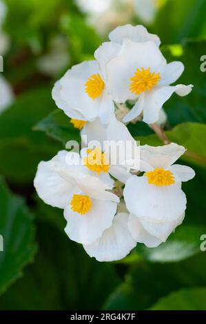 Wachs, Begonia-Blume, Begonia Cucullata Stockfoto