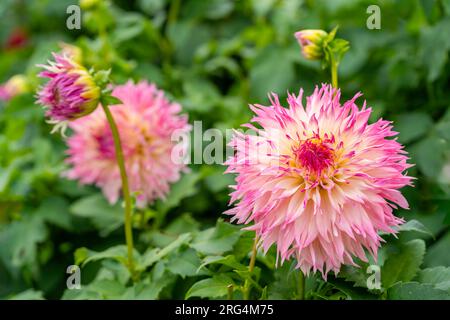 Rosa Dahlien im Garten. Stockfoto