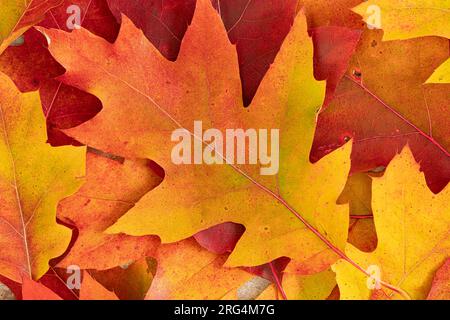 Eine Anordnung von Herbsteichenblättern. Stockfoto