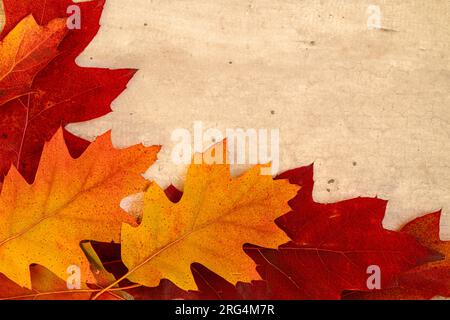 Eine Anordnung von Herbsteichenblättern. Stockfoto