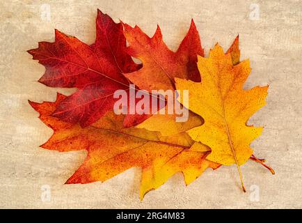 Eine Anordnung von Herbsteichenblättern. Stockfoto