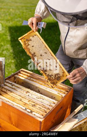 Wabenrahmen mit Bienen, die von Imkern in Arbeitsschutzkleidung während der Honigernte in Bienenstöcken gehalten werden Stockfoto