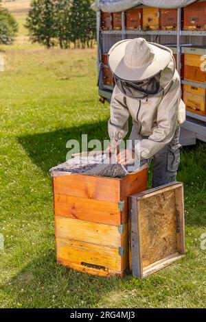 Imkerin in Arbeitsschutzkleidung bei der Inspektion von Wabenrahmen in Bienenhäusern. Stockfoto