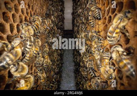 Makrobild einer Biene auf einem Rahmen aus einem Bienenstock. Bienen auf Wabenwabe. Bienenzucht. Stockfoto