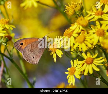 Wiese Braun nectaring auf Ragwürzeblüten. Hurst Meadows, East Molesey, Surrey, England. Stockfoto