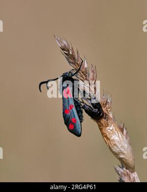 Sechs-Punkt-Burnet-Motte ist kürzlich aus seiner Chrysalis hervorgegangen. Hurst Meadows, East Molesey, Surrey, England. Stockfoto
