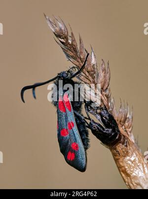 Sechs-Punkt-Burnet-Motte ist kürzlich aus seiner Chrysalis hervorgegangen. Hurst Meadows, East Molesey, Surrey, England. Stockfoto
