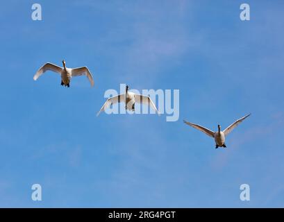 Stumm Schwäne im Flug. West Molesey, Surrey, England. Stockfoto