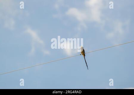 Kleiner Vogel allein am Himmel Stockfoto