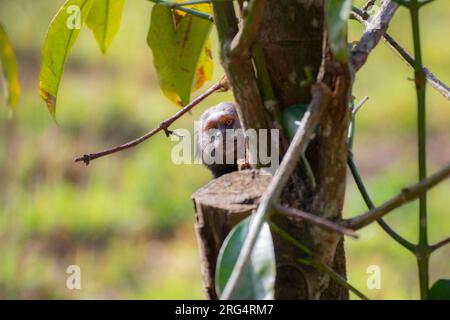 Das Murmeltier sah durch den Baum Stockfoto