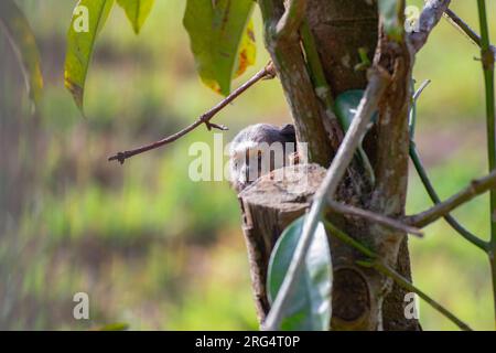 Das Murmeltier sah durch den Baum Stockfoto