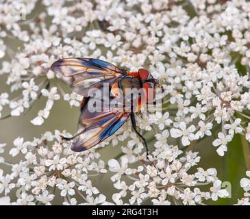 Phasia hemiptera auf wilden Karottenblüten. Molesey Heath, West Molesey, Surrey, England. Stockfoto