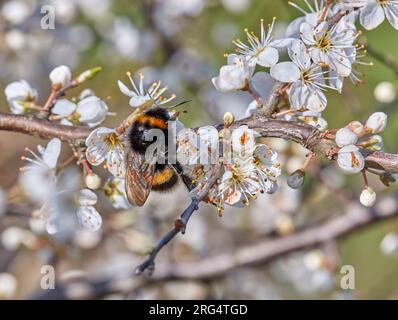 Königin Buff-tailed Bumblebee nectaring auf Schlehdornblüten. Hurst Meadows, East Molesey, Surrey, Großbritannien. Stockfoto