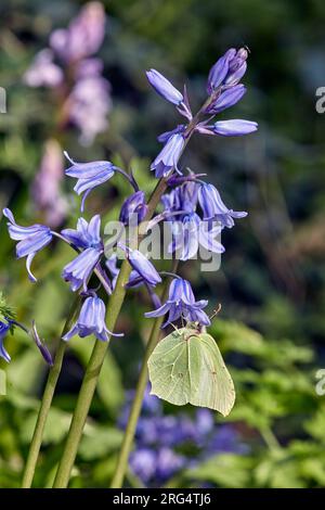 Brimstone-Weibchen auf Bluebell-Blumen. Hurst Meadows, East Molesey, Surrey, England. Stockfoto