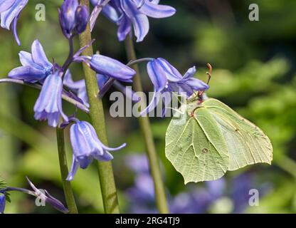 Brimstone-Weibchen auf Bluebell-Blumen. Hurst Meadows, East Molesey, Surrey, England. Stockfoto