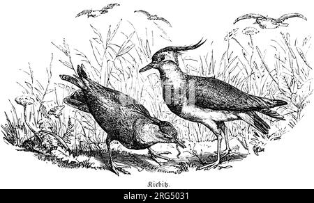 Zwei Lapwings in hohen Graspflückern Würmer, Kibitz, wilde Tiere und Jagdszenen, historische Illustration about1860 Stockfoto