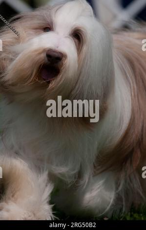 Barmes Collie mit langen Fellnähten Stockfoto