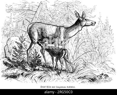Rotwild mit Trinkfawn, Wild mit säugendem Kalb, wilde Tiere und Jagdszenen, historische Illustration about1860 Stockfoto