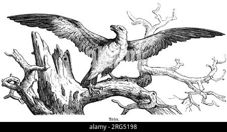 Ein Adler mit gespreizten Flügeln auf einem Baum, wilden Tieren und Jagdszenen, historische Illustration about1860 Stockfoto