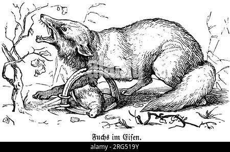 Fuchs mit einem gefangenen Rebhuhn, gefangen in einer Falle, wilde Tiere und Jagdszenen, historische Illustration about1860 Stockfoto