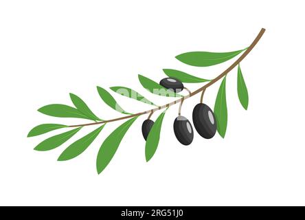 Olivenzweig Baum isoliert Blatt. Olive Food grünen Zweig Pflanze Illustration Stock Vektor