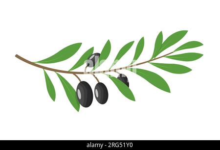 Olivenzweig Baum isoliert Blatt. Olive Food grünen Zweig Pflanze Illustration Stock Vektor