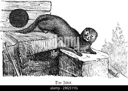 Europäisches Polecat, Iltis, wilde Tiere und Jagdszenen, historische Illustration about1860 Stockfoto