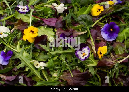 Frische Salatmischung mit essbaren Blumen. Stockfoto