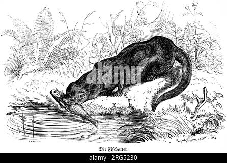 Europäischer Otter (Lutra lutra), Fischotter Wildtiere und Jagdszenen, historische Illustration about1860 Stockfoto