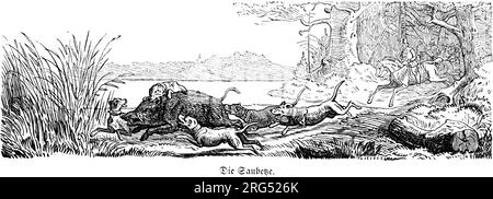 Jagdhunde, die Wildschweine jagen, wilde Tiere und Jagdszenen, historische Illustration about1860 Stockfoto