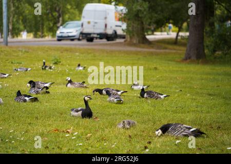 Eine Gruppe von Gänsen (Branta-Leukopse) im Park. Helsinki, Finnland. Stockfoto