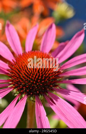 Nahaufnahme auf rosa Coneflower Echinacea purpurea Stockfoto