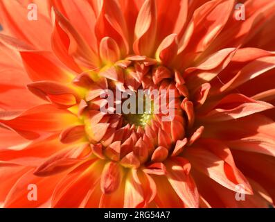 Nahaufnahme der orangefarbenen Kolumbinendahlienblüte Stockfoto
